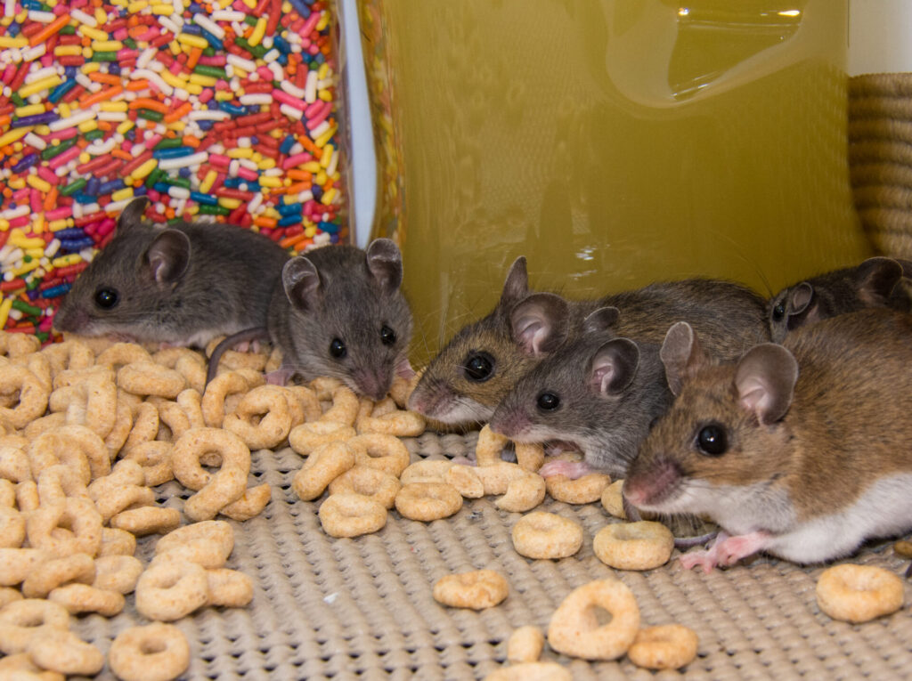 A family of brown mice eating cereal in a panty. 